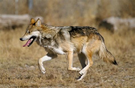Coexisting With Mexican Gray Wolves A Tale Of Partnerships Mexican