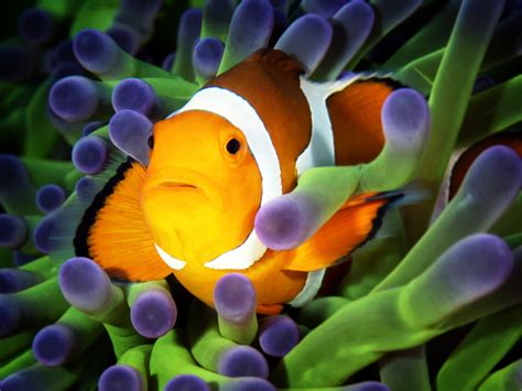 Clownfish On Green Anemone Jigsaw Puzzle In Under The Sea Puzzles On