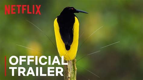 Dancing With The Birds [trailer] Coming To Netflix October 23 2019