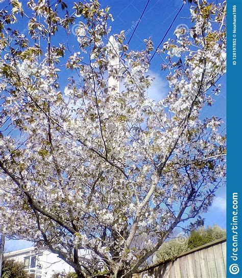 White Cherry Blossom Tree Stock Photo Image Of Cherry 128197852