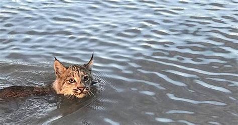 Lynx Swimming Past A Boat In The Northwest Territories Cbc 620 X 827 Imgur