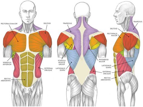 Arm Muscle Diagram The Open Door Web Site How Muscles Work The