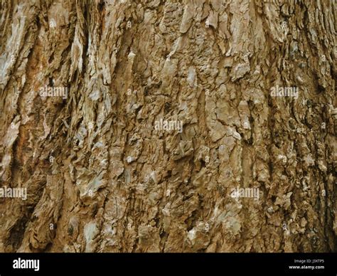 Old Tree Bark Stock Photo Alamy