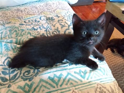 Cute Female Black Manx Kittens For Adoption