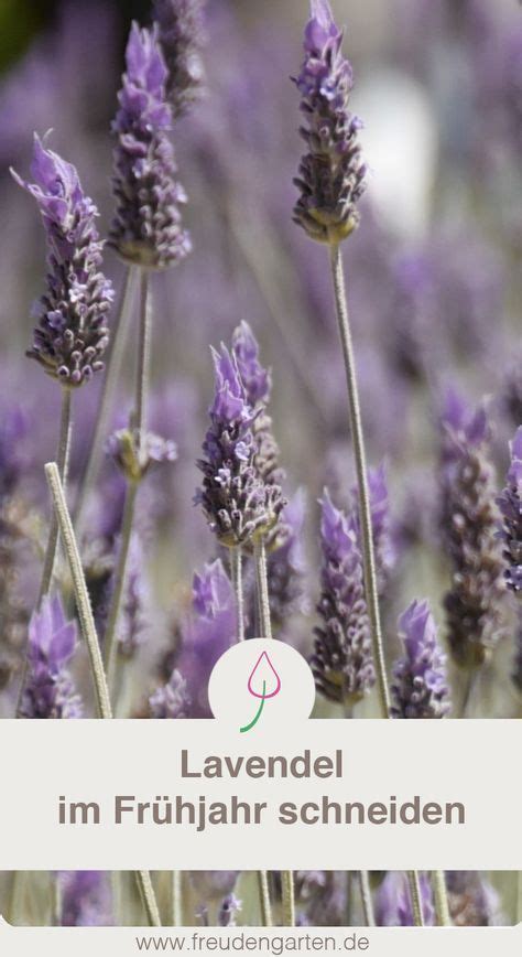 Natürlich gibt es hier auch ausnahmen. Lavendel schneiden | Garten lavendel, Lavendel pflanzen ...