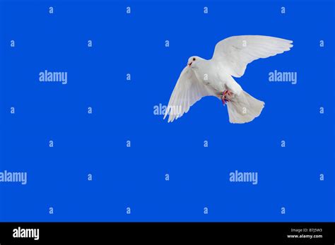 White Dove In Flight Stock Photo Alamy