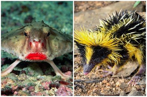22 Weird Animal Creatures That Youve Probably Never Seen Freeyork