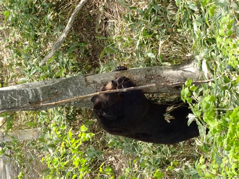 Animal welfare in Japan | Wild Welfare