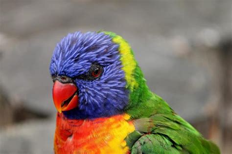 Why Your Parrots Beak Is Peeling Tips For A Healthy Beak Beak Craze