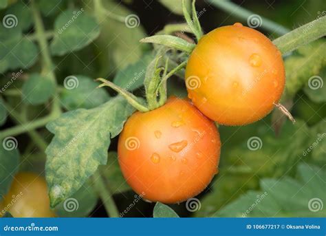 Orange Tomatoes On The Branch Ripen And Leaves Are Sick In The