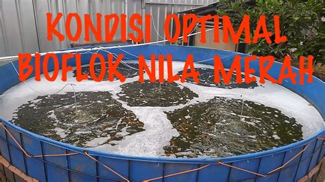 Orang memang kerap bingung menentukan umpan seperti apakah yang paling cepat disambar. Cara Mengetahui Kondisi Optimal pada Kolam Bioflok Ikan Nila Merah - YouTube