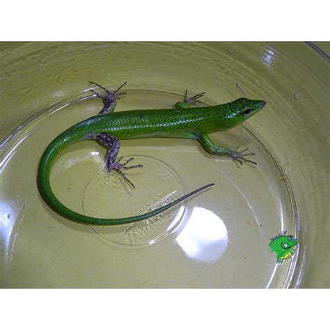 Emerald Tree Skinks Adults Strictly Reptiles