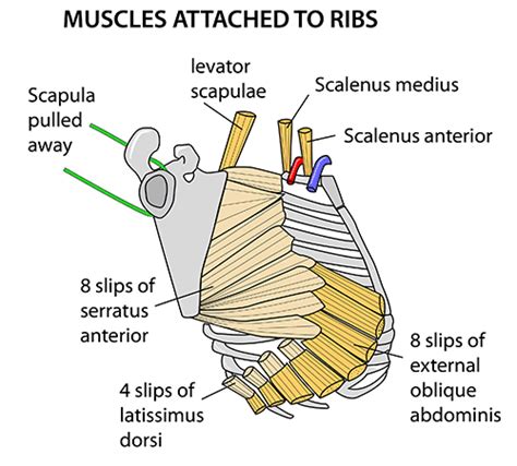 Learn about these muscles, their locations & functional the back anatomy includes some of the most massive and functionally important muscles in the human body. Instant Anatomy - Upper Limb - Muscles - Ribs, attached to,