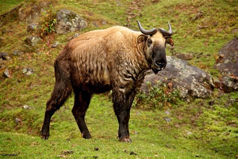 Takin Bhutans National Animal Which Looks Like A Combina Flickr