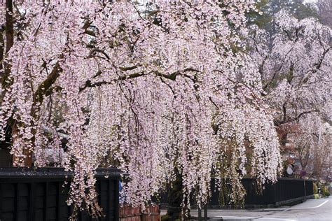 Weeping Cherry Trees Top 10 List Of Cascading Faves