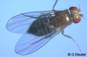 Simple mendelian genetics in drosophila melanogaster objectives: Drosophila - Mutanten