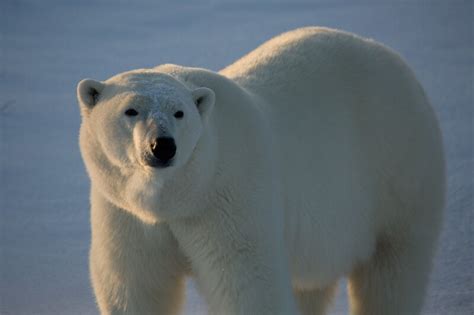Our Favorite Polar Bear Facts Polar Bears International