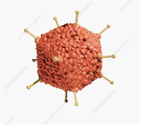 Adenovirus Illustration Stock Image F0356196 Science Photo Library