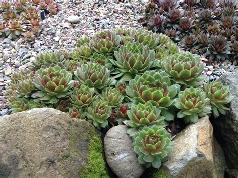 Photo Of The Entire Plant Of Hen And Chicks Sempervivum More Honey