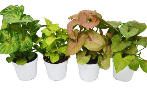 4 Different Syngonium Plants Arrowhead Plants 4 Pot Live Plant