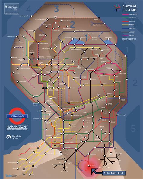 Form and function | data arrangement | functional cartography mapped area: Anatomy of the human head in the style of a London tube ...