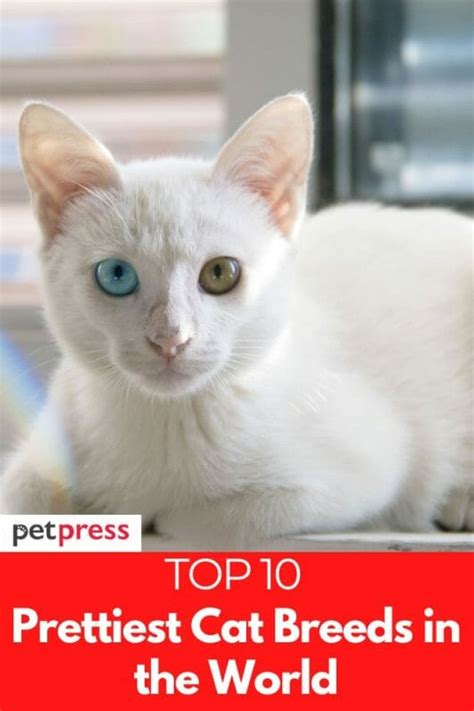 Top 10 Prettiest Cat Breeds In The World That Are Beautiful