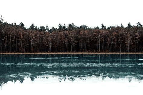 Trees Beside Body Of Water · Free Stock Photo