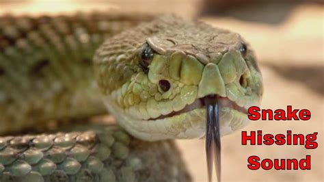 Snake Hissing Sound Effect Youtube