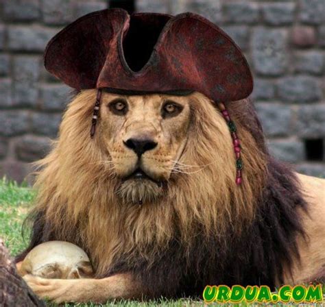Awetya Images About Lions Pictures Funny Lion King Pictures
