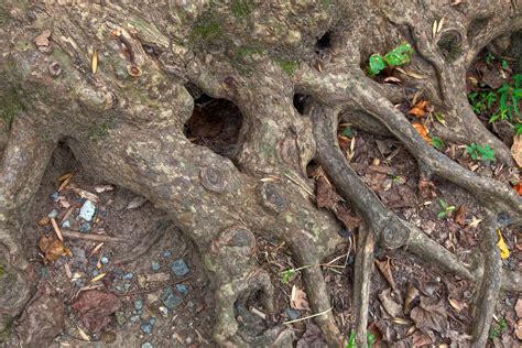 Tree Roots Hdr By Somadjinn On Deviantart