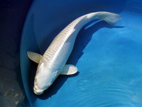 Platinum Ogon Koi Koi Fish Platinum Ogon Beautiful Beta Carp Goldfish
