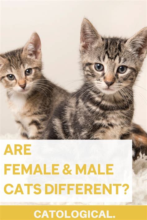 The Differences Between Male And Female Cats How To Tell Cat Genders