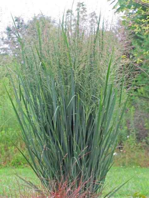We are accepting orders and dispatching them as soon as we can. Panicum virgatum (Switch Grass) 'Northwind' : An Obsessive ...