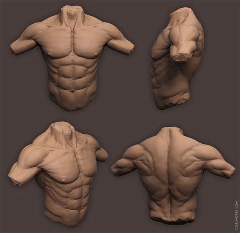 Torso Muscle Anatomy For Artists Torso Anatomy By Arcandio On