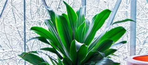 Hardy Houseplants Cold Tolerant Indoor Plants For Winter Weather