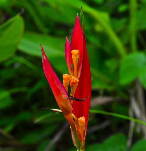 Tamarindo Costa Rica Daily Photo Heliconia Flower