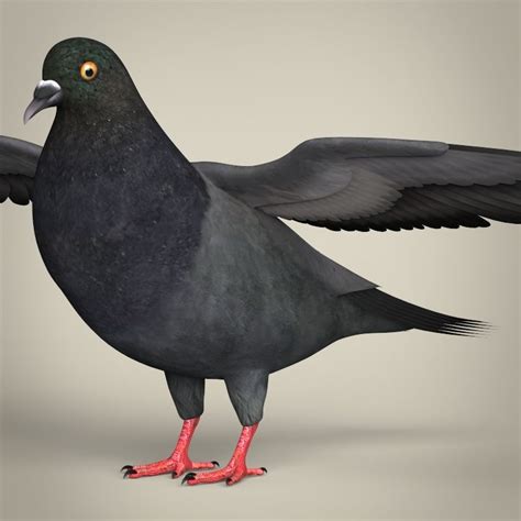 Realistic Pigeon Bird Pigeon Bird Bird Pet Birds