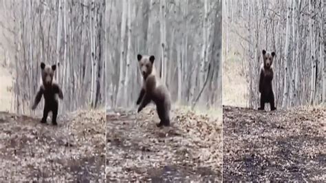 Watch Baby Bear Dances In The Forest Internet Is Amused