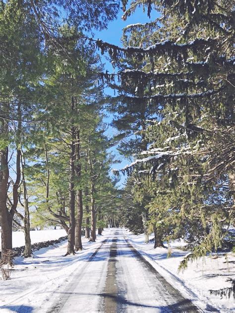 Topsmead State Forest Trail In Winter Stock Photo Image Of Evergreen