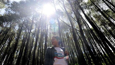 Foto Yuk Wisata Ke Hutan Pinus Lajoanging Barru Tribun