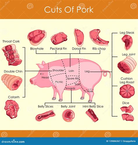 Pork Cuts Swine Butchery Diagram Barbecue Pork Meat Cuts Vector