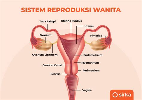 Organ Reproduksi Wanita Jaga Demi Kesuburan