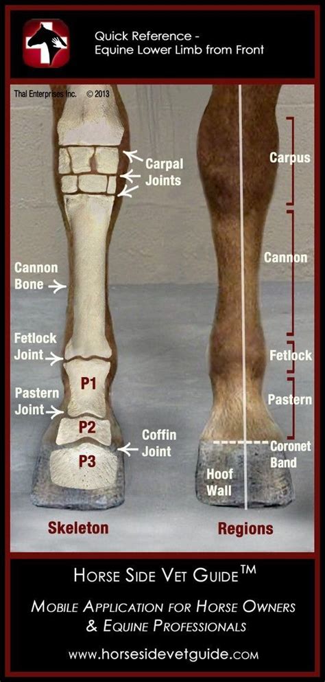 Horse Side Vet Guide Quick Reference Equine Lower Limb Anatomy By