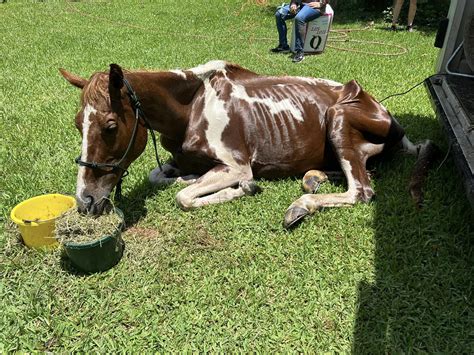 Rescuers Help Save Emaciated Horse That Wandered Onto Property