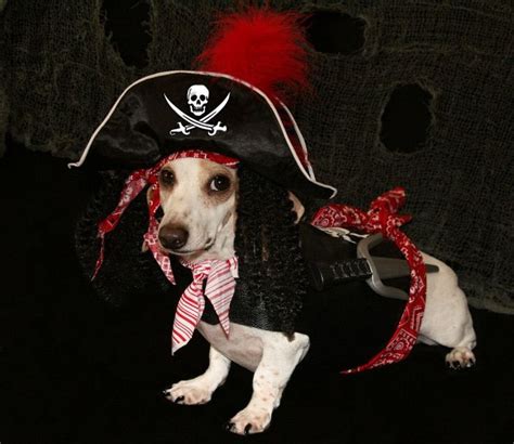 Talk Like A Pirate Get Free Donuts Best Dog Costumes Pet Costumes