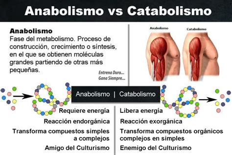 Diferencias entre Anabolismo y Catabolismo SOLUCIÓN