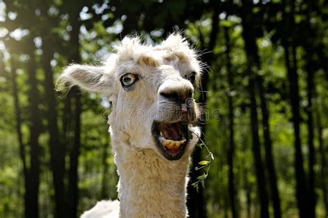 Funny Llama