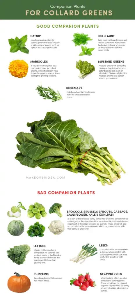Best And Worst Companion Plants For Collard Greens