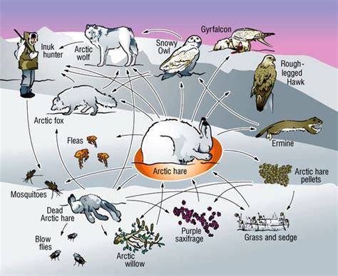 Arctic Food Web I Love How This Includes Humans And A Specific Dead