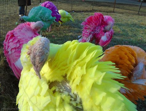 Gozzis Turkey Farm — Pleasure In Simple Things
